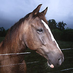 Year of the Horse