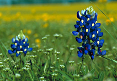 Bluebonnet