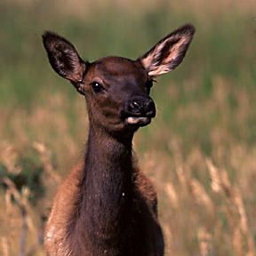 Young Elk, Photo by Mark D. Lacy